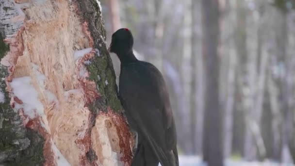 El pájaro es un pájaro carpintero sentado en el árbol y el pico golpea la madera. Bosque de invierno . — Vídeo de stock