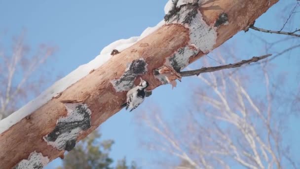 L'oiseau est un pic assis sur l'arbre et le bec frappe sur le bois. Forêt d'hiver . — Video