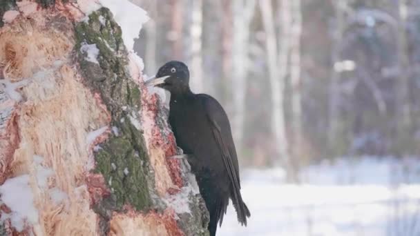 Fågeln är en hackspett som sitter på trädet och näbb knackar på trä. Winter forest. — Stockvideo