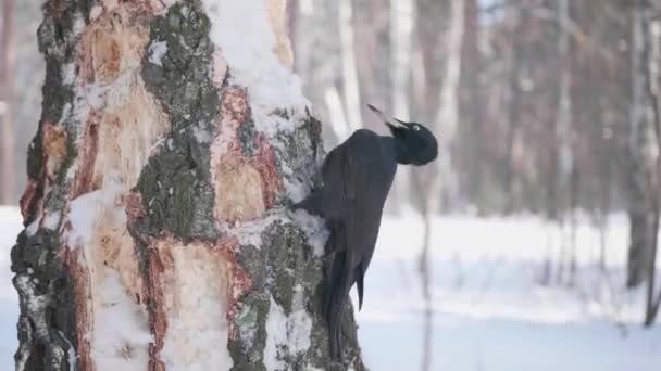 Der Vogel ist ein Specht, der auf dem Baum sitzt und mit dem Schnabel auf Holz klopft. Winterwald. — Stockvideo