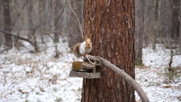 Ardilla roja en invierno Park masticando las nueces alrededor del tazón — Vídeo de stock