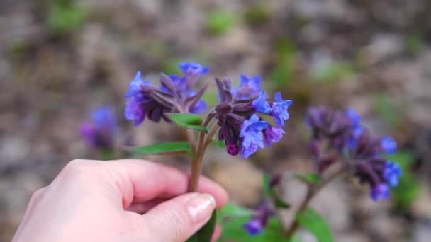Весняні квіти. дівчинки рука крупним планом сльози квітка — стокове відео