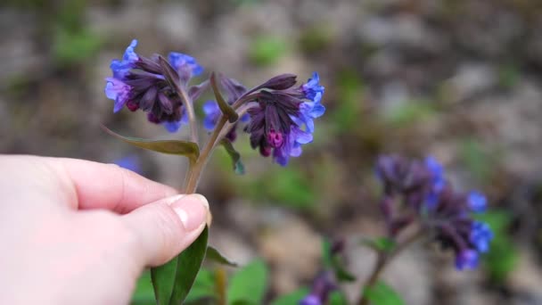 Flores silvestres de primavera. niñas mano primer plano lágrimas flor — Vídeo de stock