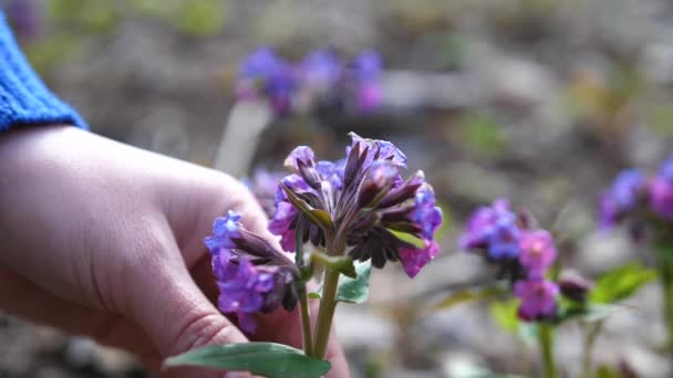 Fleurs sauvages printanières. filles main gros plan larmes fleur — Video