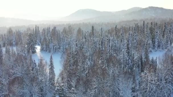 Floresta de Inverno num dia ensolarado. Abetos cobertos de neve. Uma leve queda de neve. Bela vista de cima — Vídeo de Stock