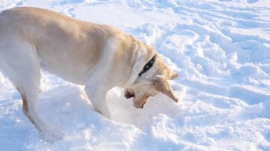 A dog plays with snow in a winter Park. Labrador Retriever Dog Breed Digs a deep snow hole
