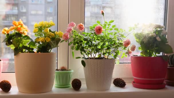 Cuidado de las flores del hogar. Riego, pulverización pesada. Flores de interior en un alféizar de ventana soleado — Vídeos de Stock