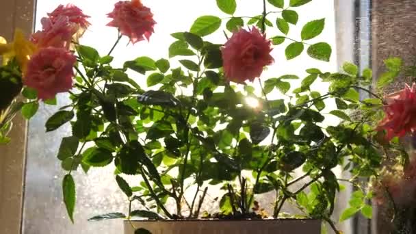 Cuidado com as flores da casa. Rega, pulverização pesada. Flores interiores em um peitoril da janela ensolarado — Vídeo de Stock