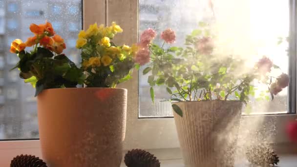 Sköta om hemblommor. Vattnar, sprutar tungt. Inomhus blommor på en solig fönsterbräda — Stockvideo