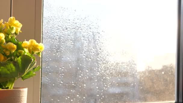 Sköta om hemblommor. Vattnar, sprutar tungt. Inomhus blommor på en solig fönsterbräda — Stockvideo