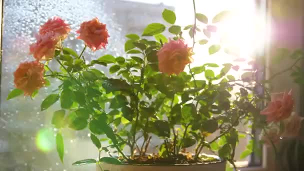 Cuidado com as flores da casa. Rega, pulverização pesada. Flores interiores em um peitoril da janela ensolarado — Vídeo de Stock