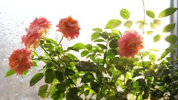 Φροντίδα για τα λουλούδια στο σπίτι. Πότισμα, βαρύ ψεκασμό. Εσωτερικά λουλούδια σε ένα ηλιόλουστο περβάζι — Αρχείο Βίντεο