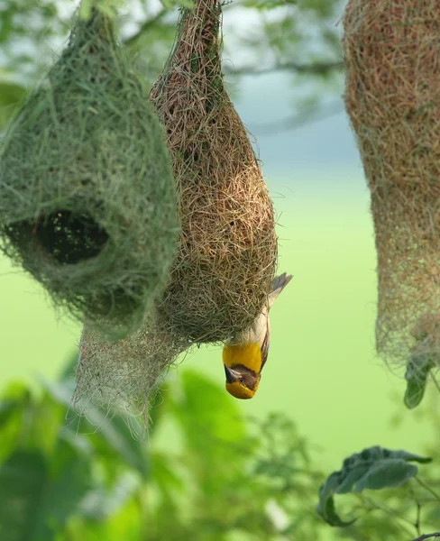 Baya weaver kuş — Stok fotoğraf