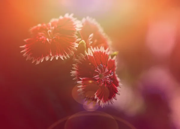 Foto vintage de bela flor selvagem — Fotografia de Stock