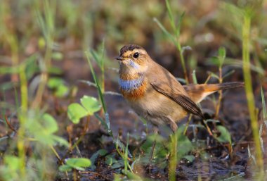 Bluethroat Bluethroat / Luscinia svecica