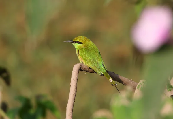 Zielony Bee - eater / małe zielone Żołna — Zdjęcie stockowe