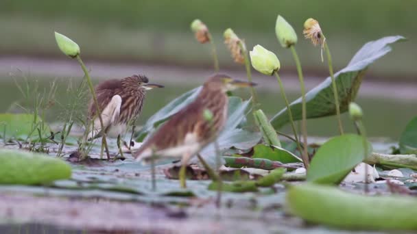 Garza de estanque en estanque de loto — Vídeo de stock