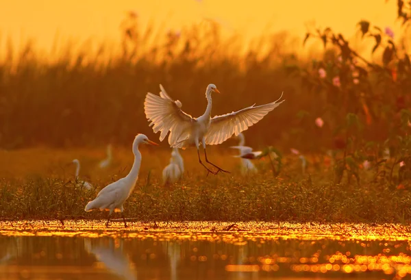 Flock of Great Egrets — Stock Photo, Image