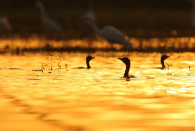 Küçük karabatak Phalacrocorax Nijer,