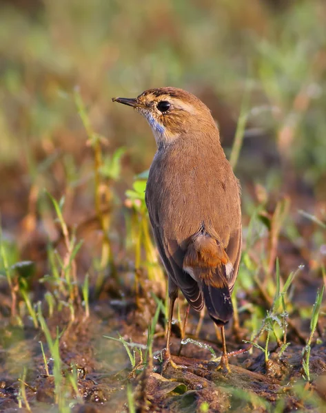 Manliga blåhake (Luscinia svecica) — Stockfoto