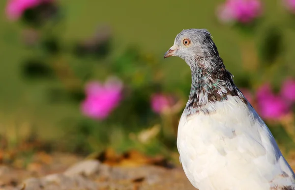 Rock Pigeon mix razza — Foto Stock