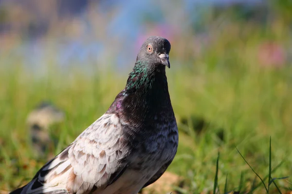 Rock pigeon wymieszać rasy — Zdjęcie stockowe