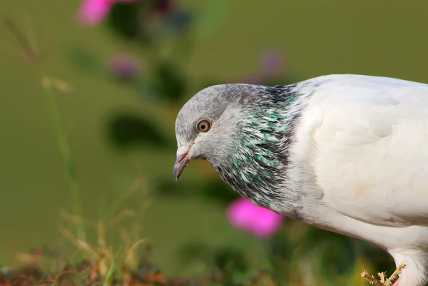 Pigeon in garden — Stock Photo, Image