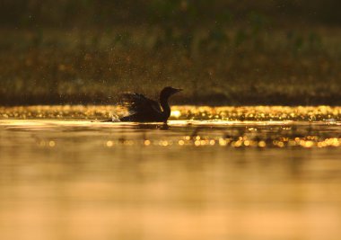 banyo - küçük karabatak alarak