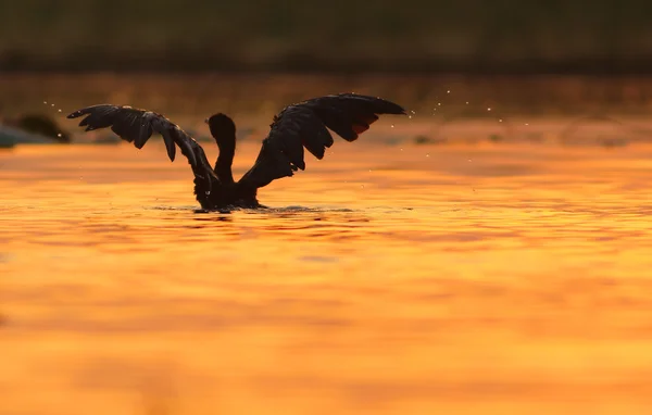 Piccolo Cormorano profilo posteriore ali aperte — Foto Stock