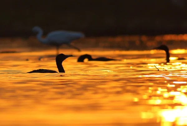 Flock of birds — Stock Photo, Image