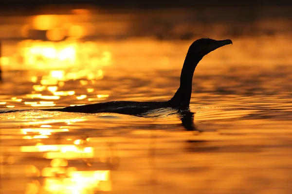 Indian Cormorant at sunrise — Stock Photo, Image