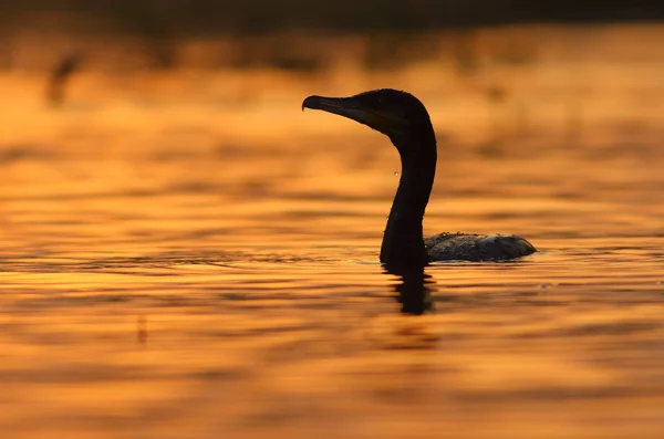 Bra skarv vid soluppgången — Stockfoto