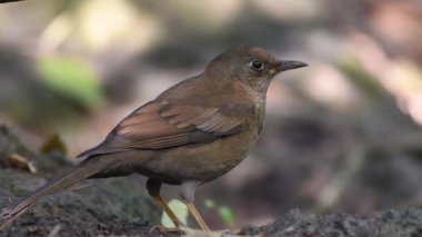 Gri kanatlı karakuş (Turdus boulboul) 