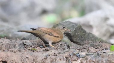 Gri kanatlı karakuş (Turdus boulboul) 