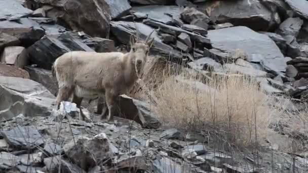 喜马拉雅山野生山羊放牧 — 图库视频影像