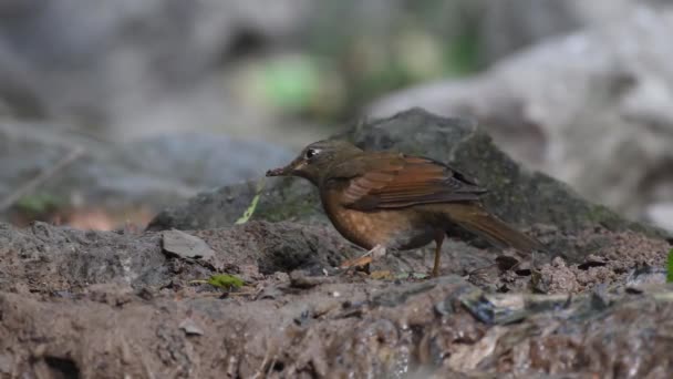 Pájaro negro alado gris — Vídeo de stock