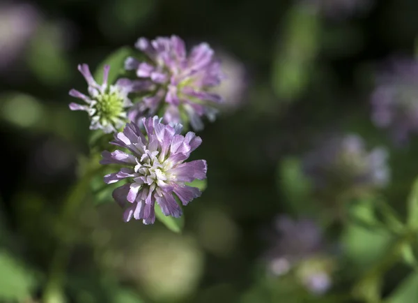 Trèfle persan, Shaftal (Trifolium resupinatum) ) — Photo