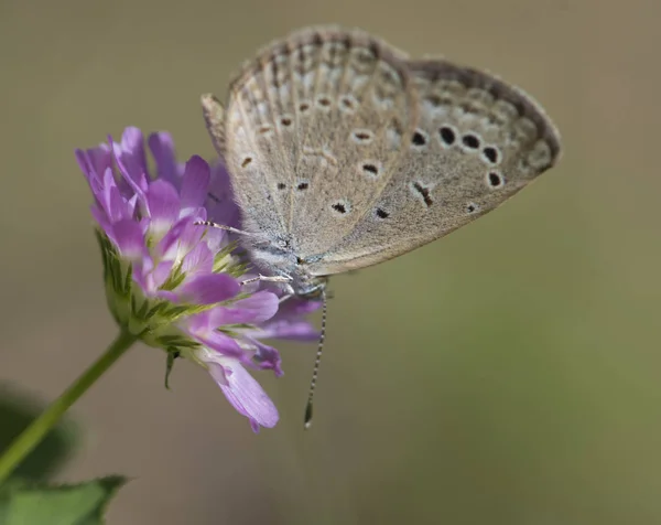 Pseudozizeeria บนดอกไม้ — ภาพถ่ายสต็อก