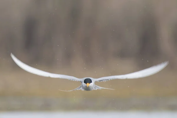 O rio tern — Fotografia de Stock