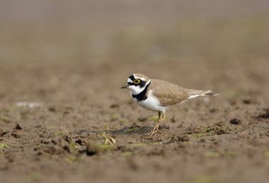 küçük halkalı cılıbıt