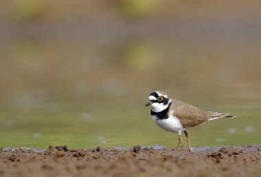 küçük halkalı cılıbıt