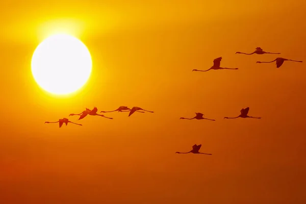 Büyük flamingo uçan