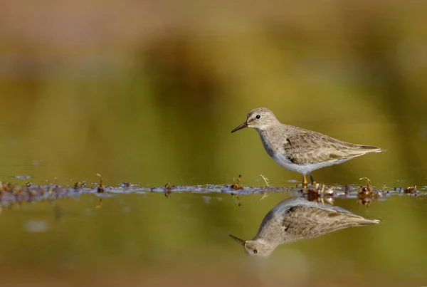 Temminck 's Stint — Fotografia de Stock