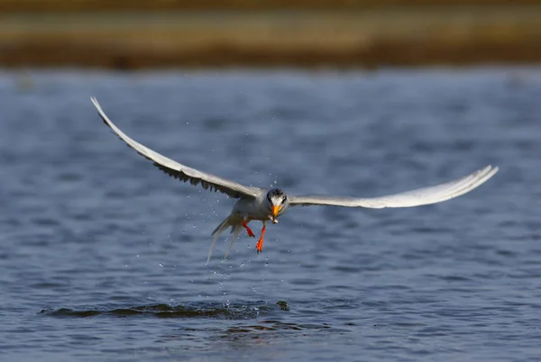 O rio tern — Fotografia de Stock