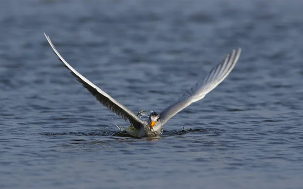 The river tern — Stock Photo, Image