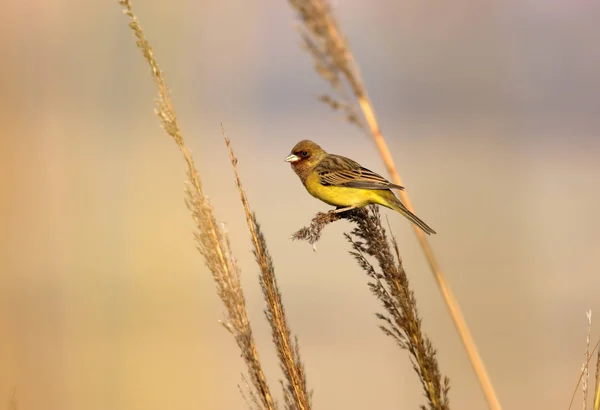 Rood hoofd bunting — Stockfoto