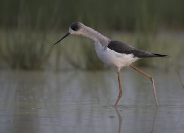 siyah kanatlı Uzunbacak