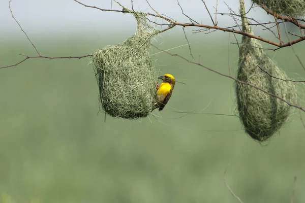 Baya weaver fågel — Stockfoto