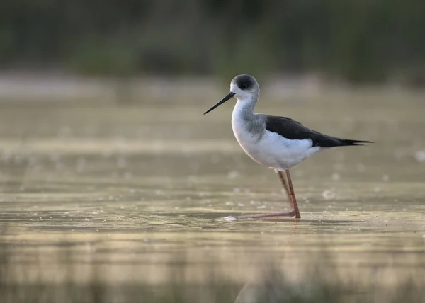 Stilt de asas pretas — Fotografia de Stock