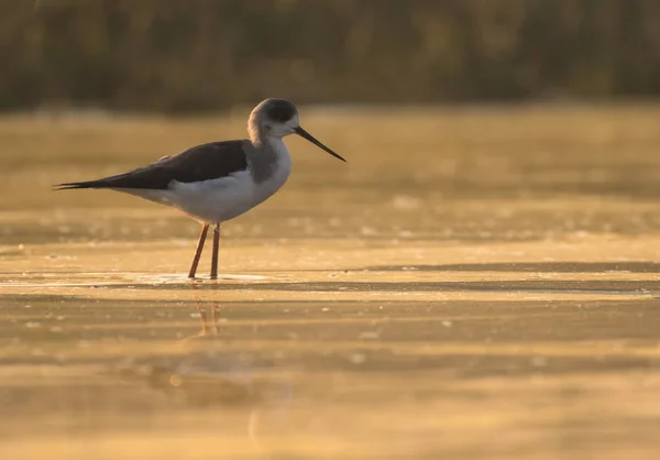 Stilt de asas pretas — Fotografia de Stock